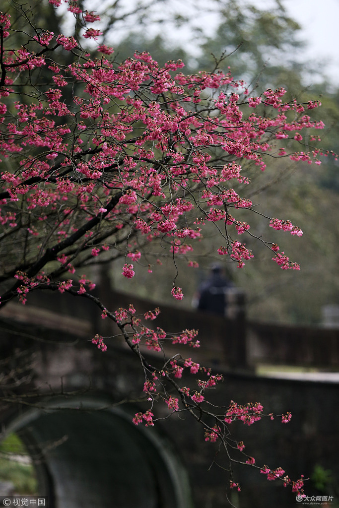 杭州太子湾公园粉红色的山樱已经怒放