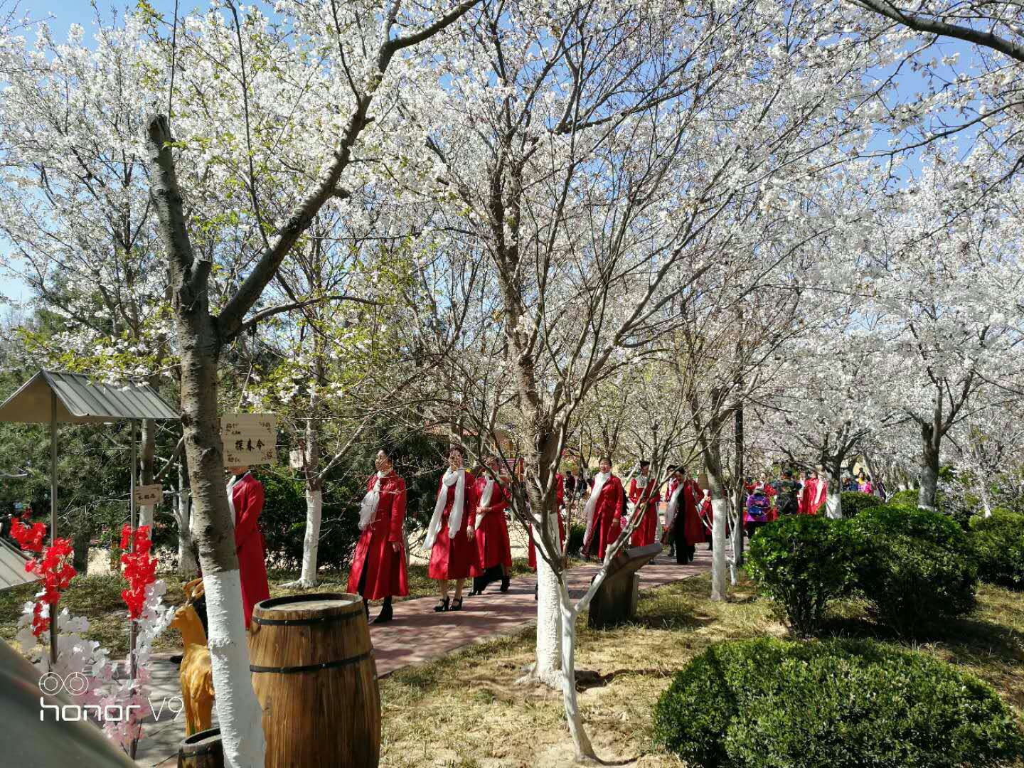 济南市蓝石大溪地第四届樱花节绚丽开幕