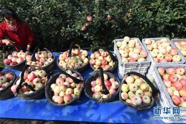 （经济）（3）河北景县：“三优”苹果助农增收