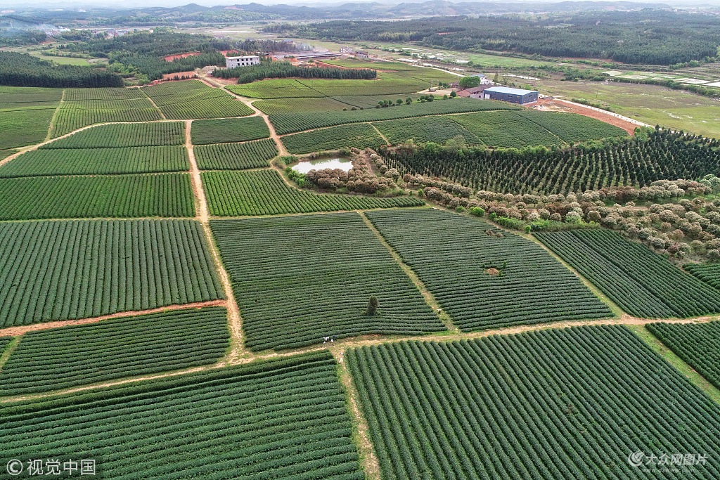 江西抚州:采矿废弃地变身绿色银行 苗木长势