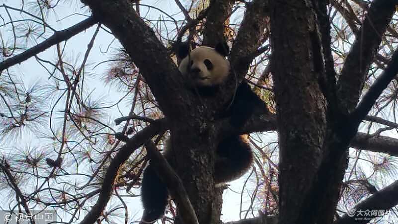 四川凉山冕宁发现野生大熊猫 下山悠闲晒太阳