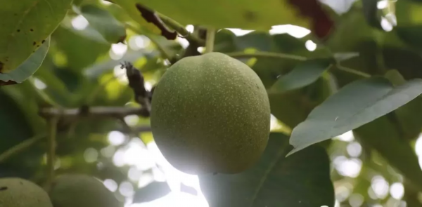 看!商河这三个镇如何念好产业扶贫经