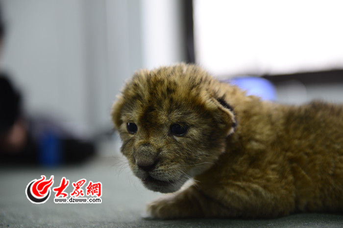 萌死個人!濟南迎來首隻猴年非洲獅寶寶