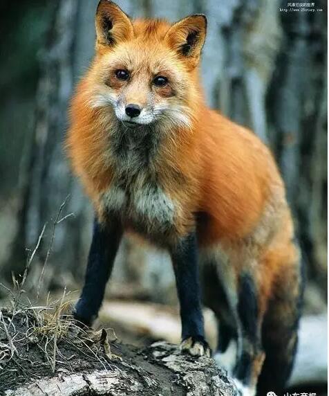 中国狐狸品种大全图片