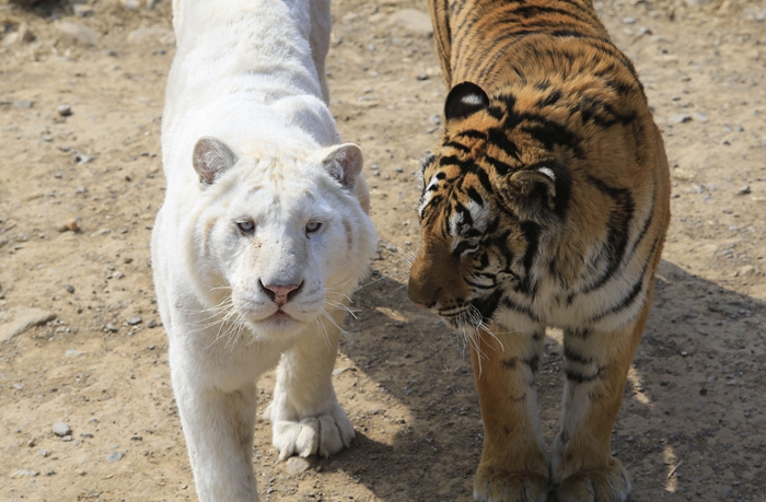 近日,济南野生动物世界新生了雪虎五胞胎,可谓是世界罕见