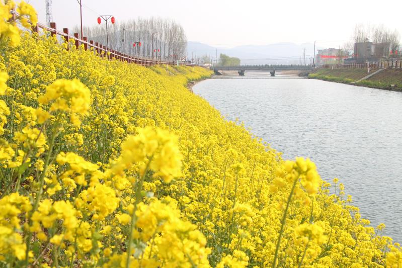 双泉镇油菜花图片