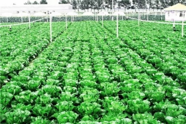 【逐梦乡村】我是新农宝博体育- 宝博体育官网- 宝博体育APP下载 BaoBoSports人