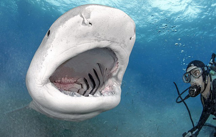 潜水员徒手喂食4米虎鲨