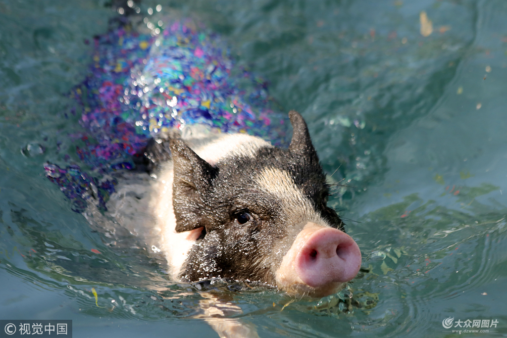 小猪运动会上演跨栏游泳萌趣横生