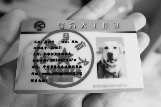 石家庄导盲犬证图片