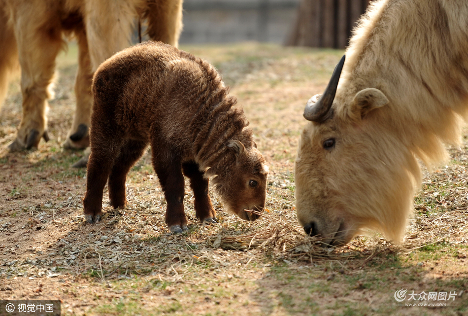 濟南動物園成功繁育國家一級保護動物金毛羚牛