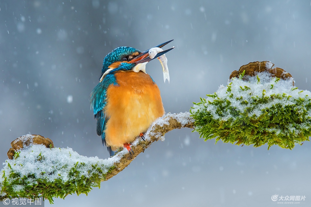 雪地捕鸟动作描写图片