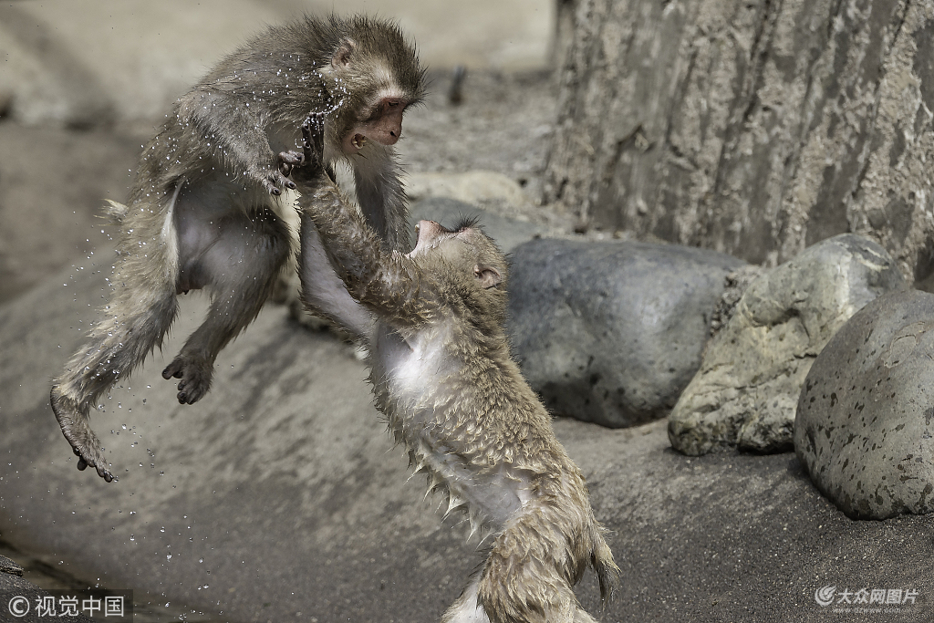 日本:猴子大战拳打脚踢堪比拳击赛 这波表情包