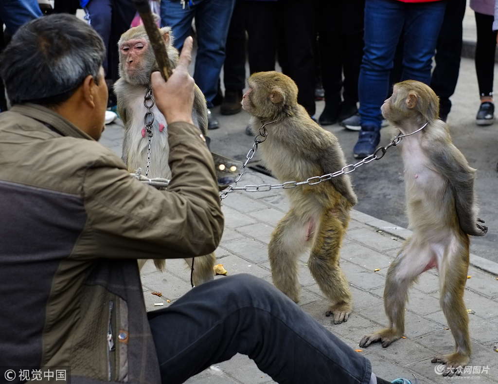 西安耍猴艺人街头带猴表演唤起市民儿时回忆