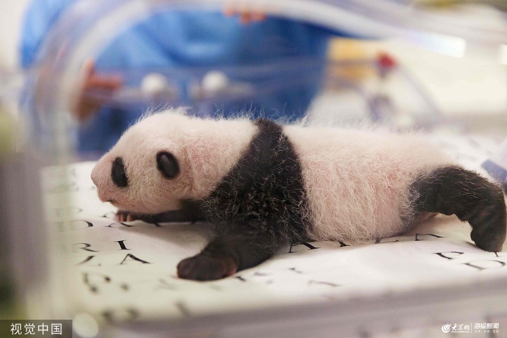 熊猫幼崽壁纸图片